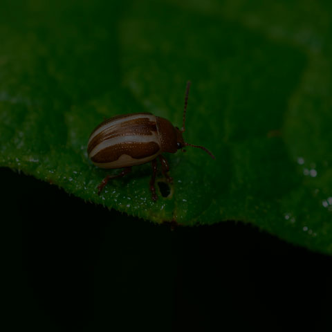 Calligrapher Leaf Beetle