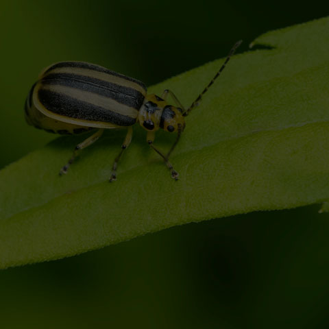 Goldenrod Leaf Beetle