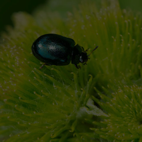 Willow Leaf Beetle