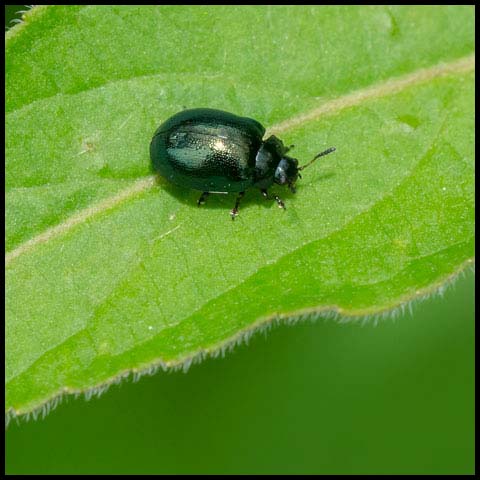 Willow Leaf Beetle