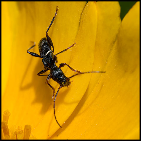 Black-legged Longhorn Beetle