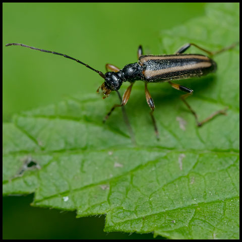 Dented Longhorn Beetle