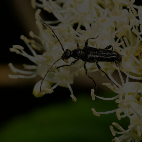 Downy Longhorn Beetle