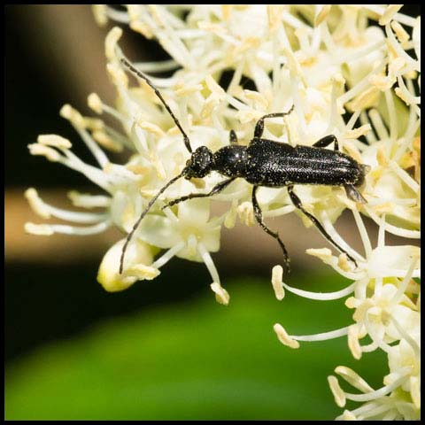 Downy Longhorn Beetle