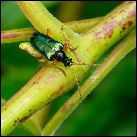 Emerald Flower Longhorn Beetle