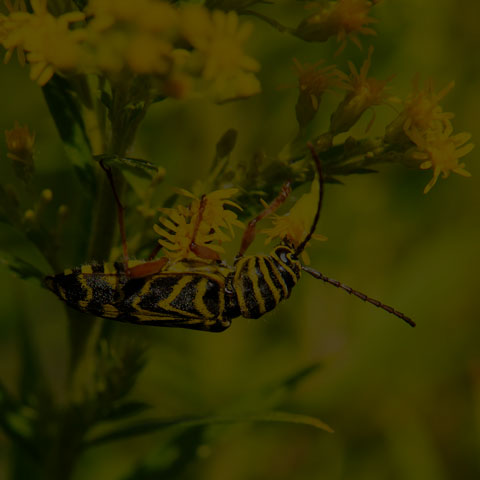 Locust Borer Beetle