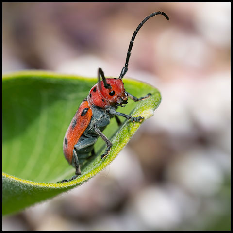 Longhorn Beetles