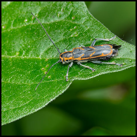Oblique-banded Longhorn Beetle