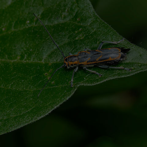 Oblique-banded Longhorn Beetle