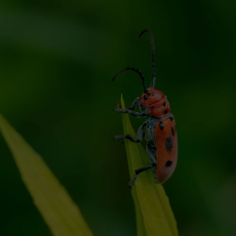 Red Milkweed Beetle