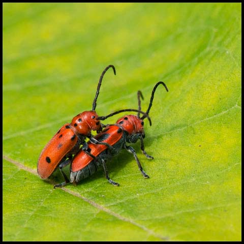 Red Milkweed Beetle