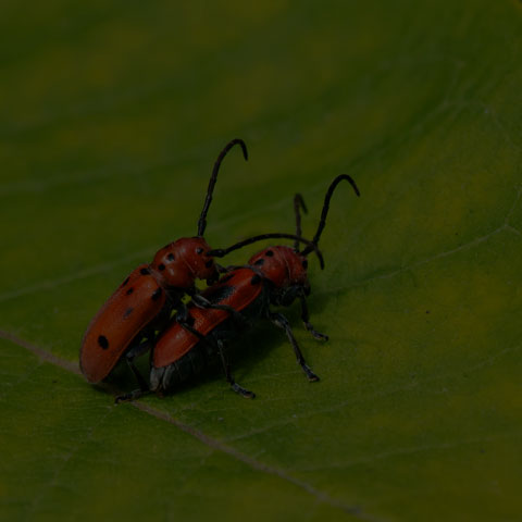 Red Milkweed Beetle