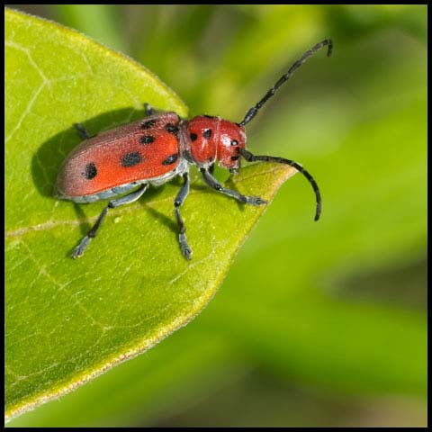 Red Milkweed Beetle