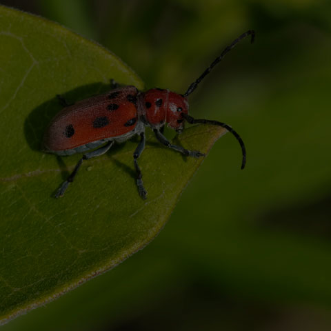 Red Milkweed Beetle