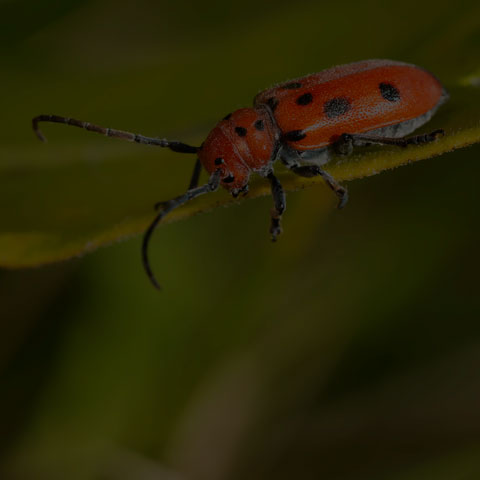 Red Milkweed Beetle