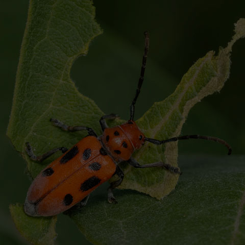 Red Milkweed Beetle