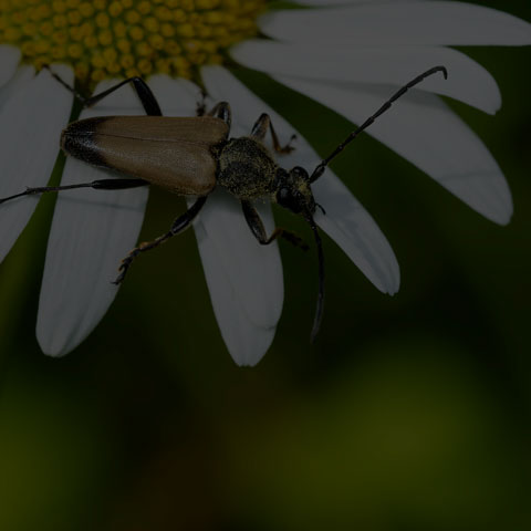 Triangle Flower Longhorn Beetle
