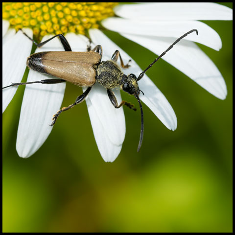 Triangle Flower Longhorn Beetle