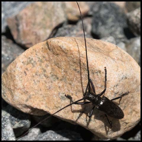 Flower Longhorn Beetle