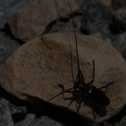 Flower Longhorn Beetle