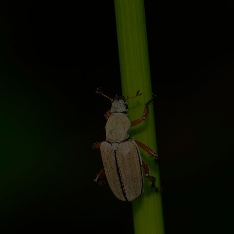 American Rose Chafer