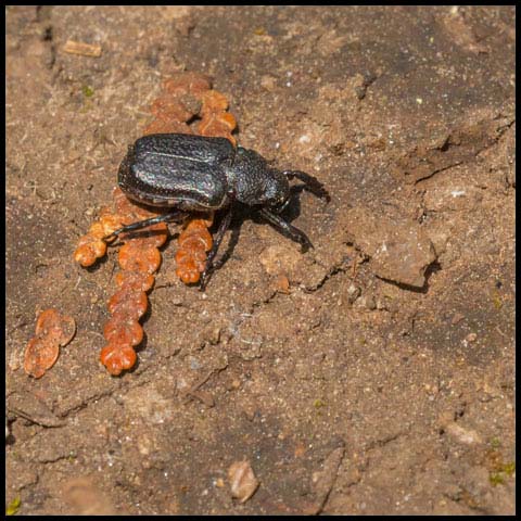 Anteater Scarab Beetle