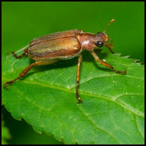 Bronzed Chafer