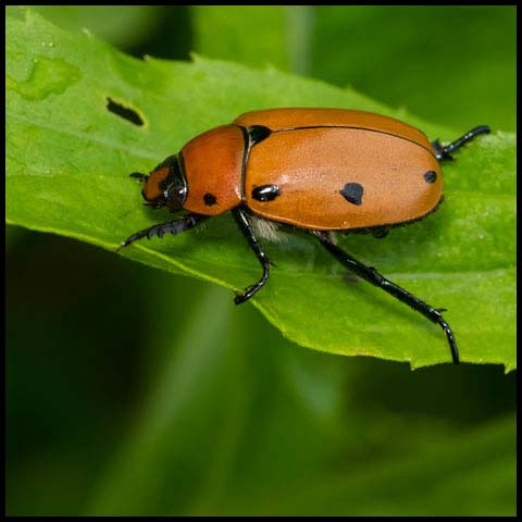 Grapevine Beetle