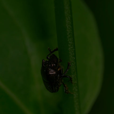 Green-bronze Dung Beetle