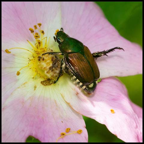 Japanese Beetle