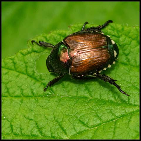 Japanese Beetle