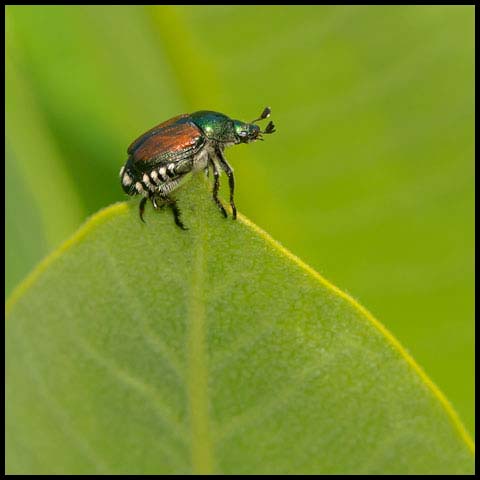 Japanese Beetle