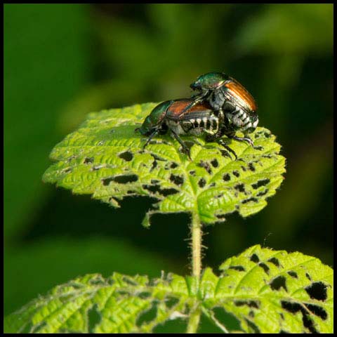 Japanese Beetle