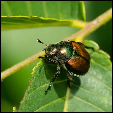 Japanese Beetle