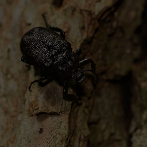Rough Hermit Beetle
