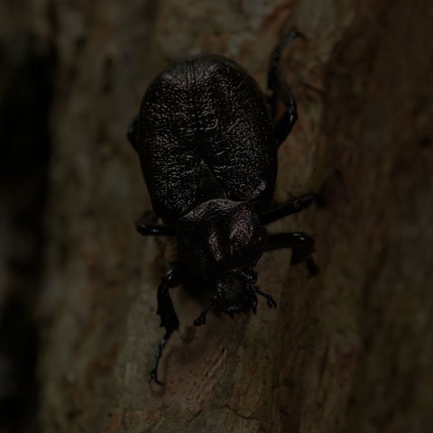 Rough Hermit Beetle