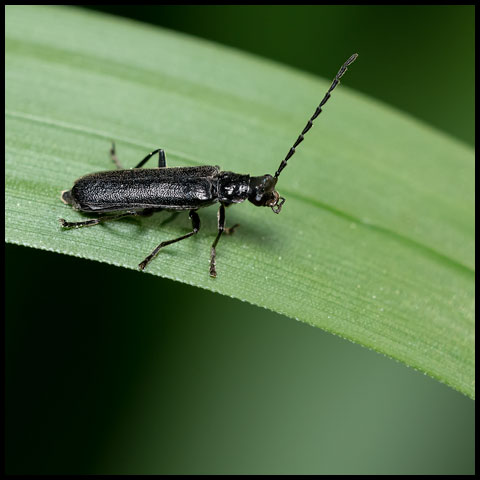 Black Soldier Beetle