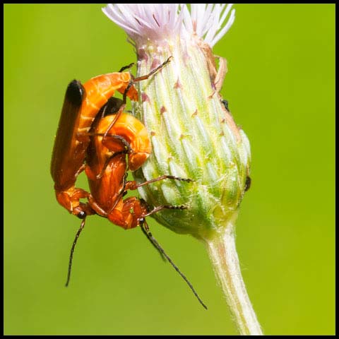 Common Red Soldier Beetle