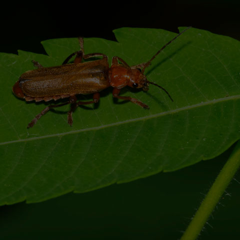 Livid Soldier Beetle