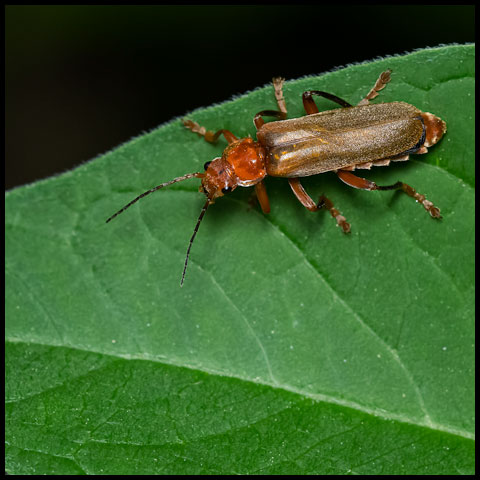 Livid Soldier Beetle