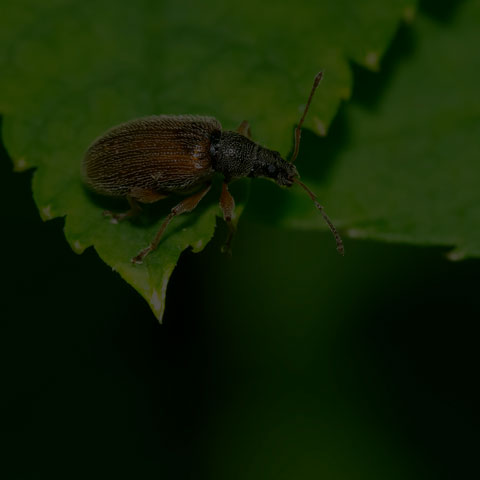 Brown Leaf Weevil