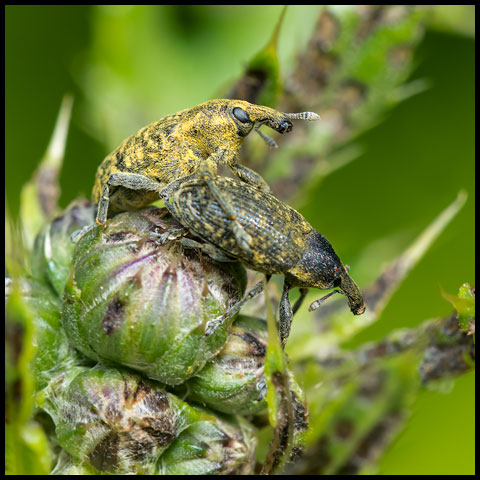 Canada Thistle Bud Weevil