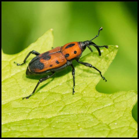 Cocklebur Weevil