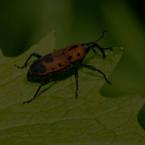 Cocklebur Weevil