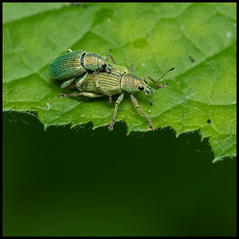 Green Immigrant Leaf Weevil
