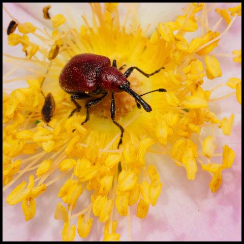 Rose Curculio