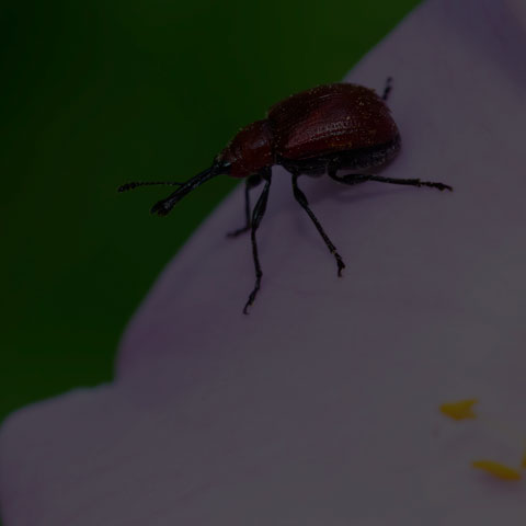 Rose Curculio