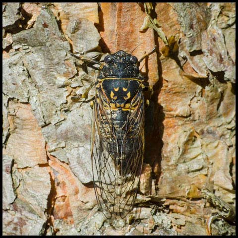 Canadian Cicada