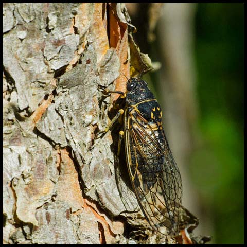 Canadian Cicada