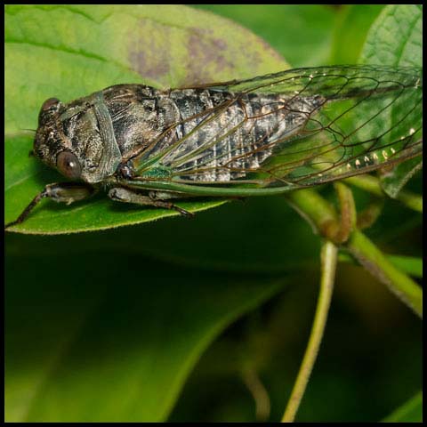 Northern Dog-day Cicada